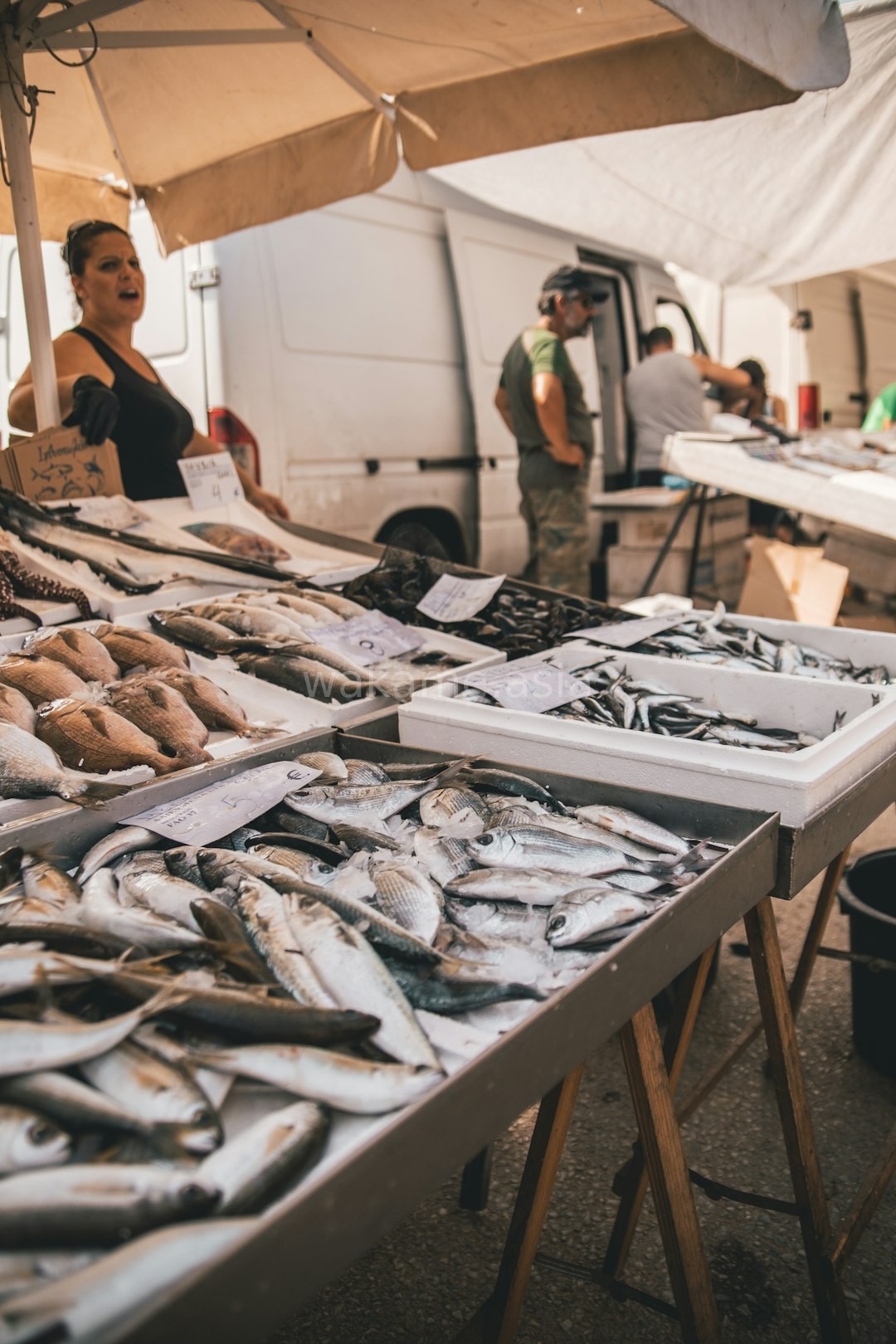Premium Fish