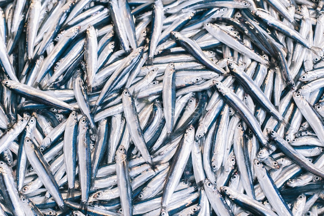 Fresh Catch